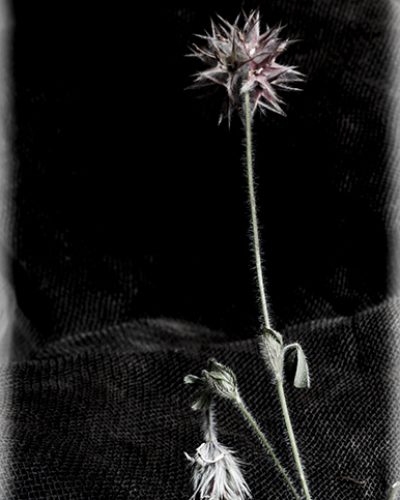 CAMINO-002