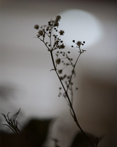 CAMINO-005